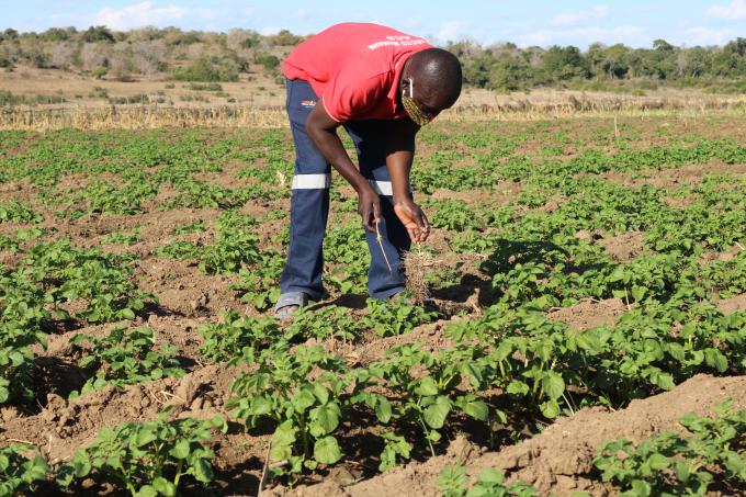 Arlindo Chaúque inspects his potato plantation in Pumbe, Guijá.