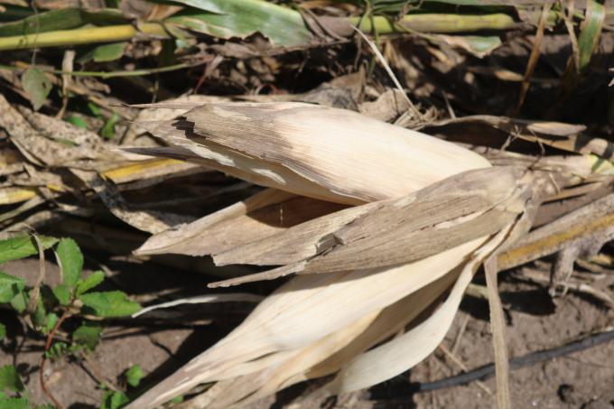 Dois de milhões de pessoas enfrentam insegurança alimentar em Moçambique depois do Idai