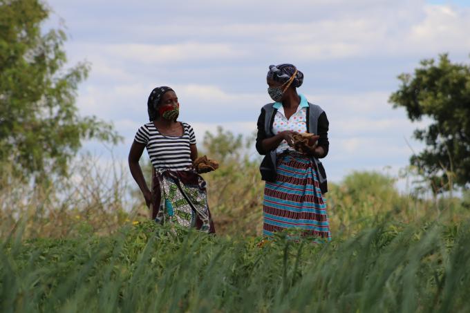 Miseria Massingue (left) and a member of the association in the middle of a sweet potato plantation