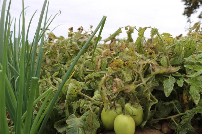 Há uma grande variedade de hortículas e outras culturas em produção